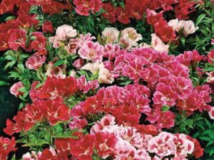 OhhSome Flower Seeds : Satin Flower Seeds For Terrace G...