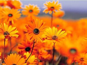 OhhSome Flower Seeds : Scottish Marigold Mixed Garden O...