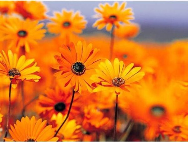 OhhSome Flower Seeds : Scottish Marigold Mixed Garden O...