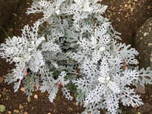 OhhSome Flower Seeds : Senecio Cineraria Growing Seeds ...
