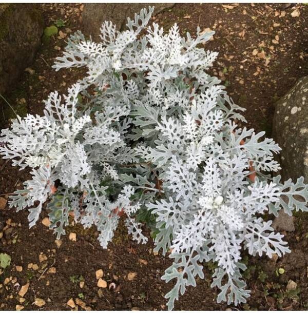 OhhSome Flower Seeds : Senecio Cineraria Growing Seeds ...