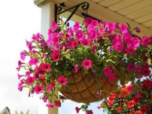 OhhSome Flower Seeds : Star Rose Petunia Flower Seeds F...