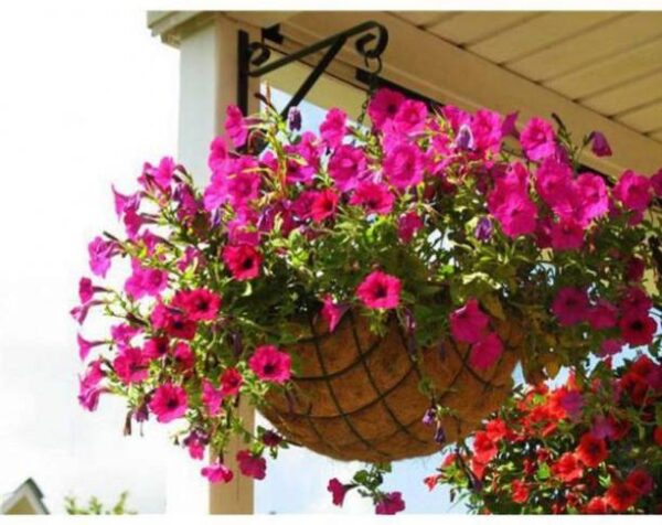 OhhSome Flower Seeds : Star Rose Petunia Flower Seeds F...