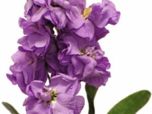 OhhSome Flower Seeds : Stock Flower For Seeds Best Cut ...