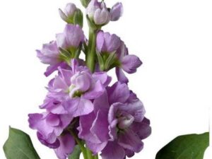 OhhSome Flower Seeds : Stocks Flower Freez Mix Seeds As...