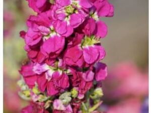 OhhSome Flower Seeds : Stocks Flower Tall Mix Seeds Out...