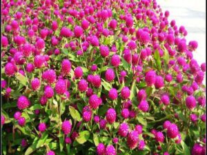 OhhSome Flower Seeds : Thousand Day Red Flowering Plant...