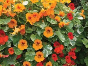 OhhSome Flower Seeds : Tropaeolum Majus Nasturtium, Gar...