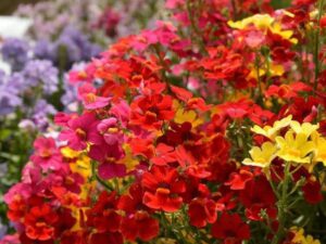 OhhSome Flower Seeds : Tutti Frutti ANemesiaB Flower Se...