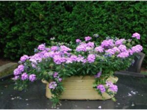 OhhSome Flower Seeds : Verbena Hybrid Mix Colors Flower...