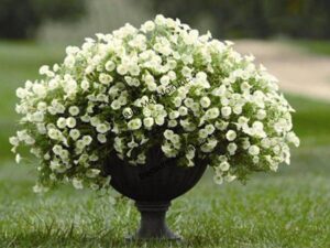 OhhSome Flower Seeds : White Hybrid Petunia Hybrida Flo...