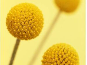 OhhSome Flower Seeds : Woollyheads Australia Seeds For ...