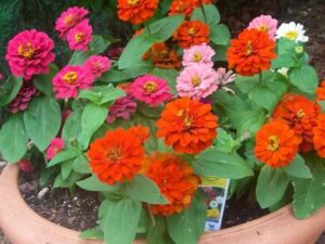 OhhSome Flower Seeds : Zinnia Elegance Dahlia Flowered ...