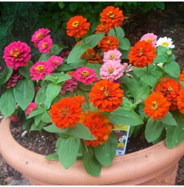 OhhSome Flower Seeds : Zinnia Elegance Dahlia Flowered ...