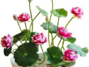 Crapulous Lotus Seed