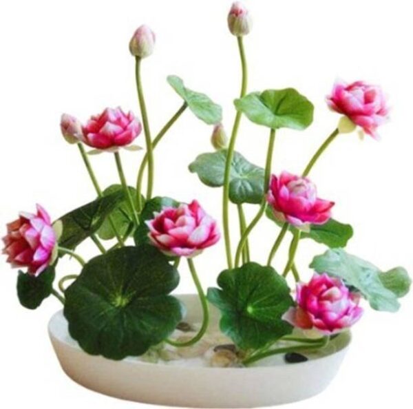 Crapulous Lotus Seed