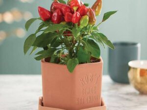 OhhSome Ornamental Seeds : Capsicum Annuum Chilli Seeds...