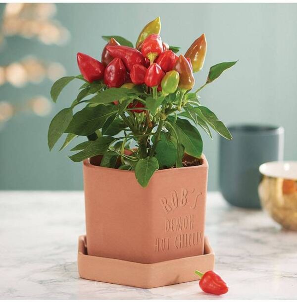 OhhSome Ornamental Seeds : Capsicum Annuum Chilli Seeds...