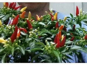 OhhSome Ornamental Seeds : Chilli Seeds For Pots Orname...