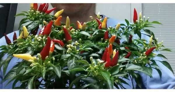 OhhSome Ornamental Seeds : Chilli Seeds For Pots Orname...