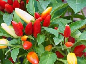 OhhSome Ornamental Seeds : Ornamental Plant Seeds Chill...