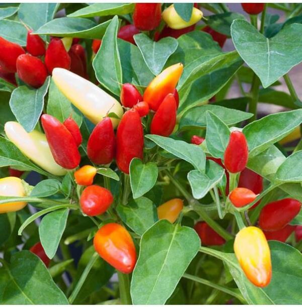 OhhSome Ornamental Seeds : Ornamental Plant Seeds Chill...