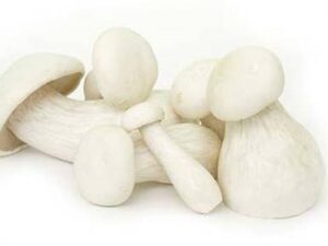Milky Mushroom