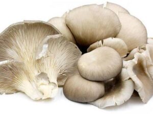 Mushroom Oyster