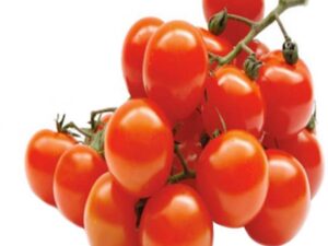 Tomato Cherry