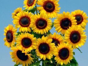 Crapulous Sunflower Seed