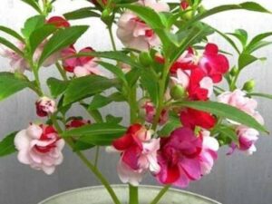 Crapulous Balsam Seed