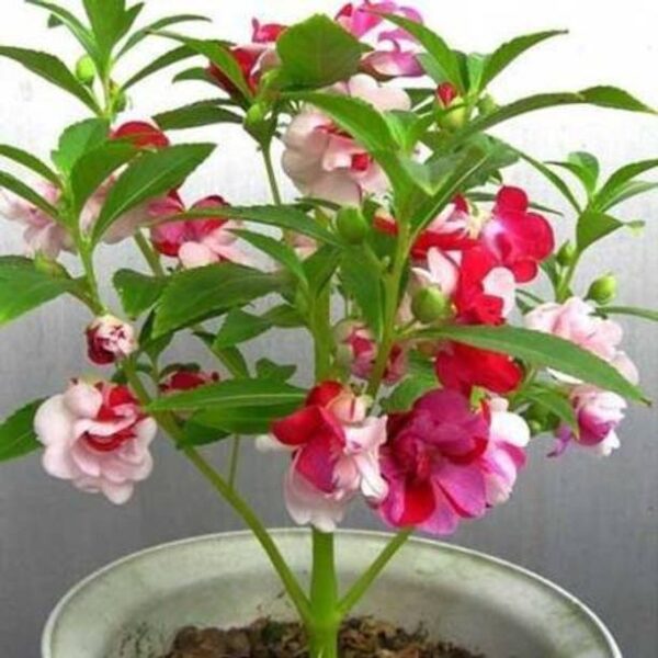 Crapulous Balsam Seed