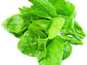 Basale Leaves