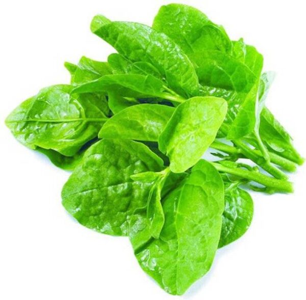 Basale Leaves