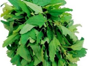 Chenopodium (Bathua Saag) Leafy