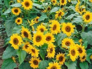 Crapulous Sunflower Seed