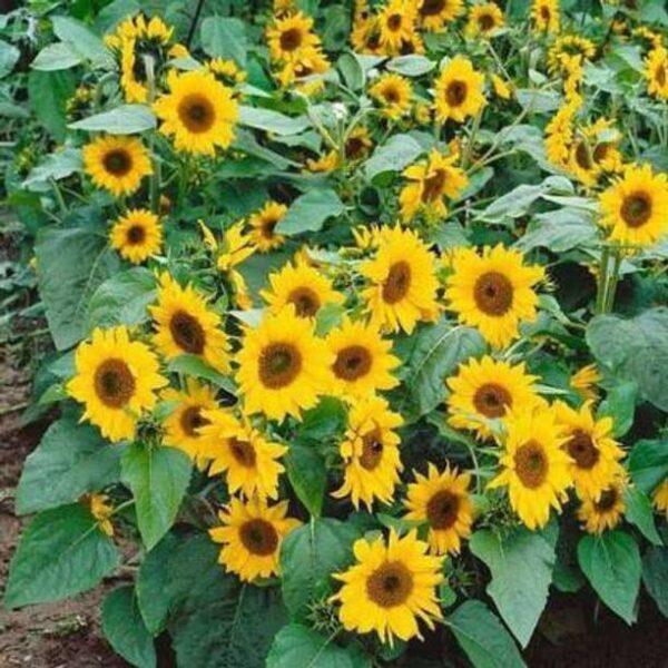 Crapulous Sunflower Seed