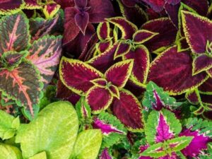 Crapulous Coleus Rainbow Mix Seed