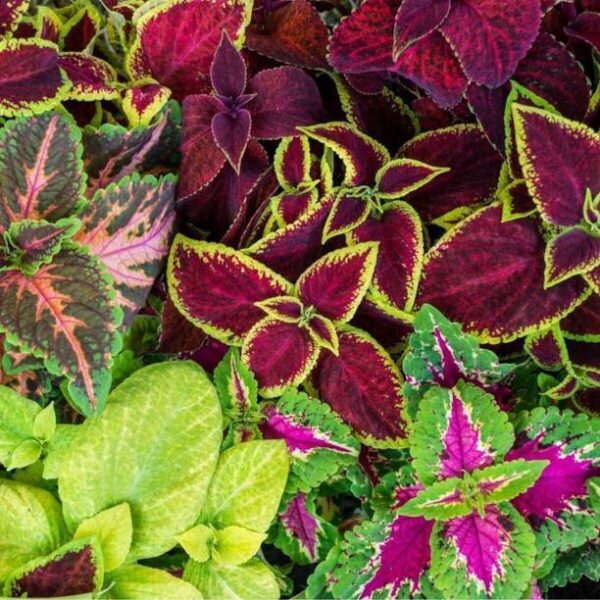 Crapulous Coleus Rainbow Mix Seed