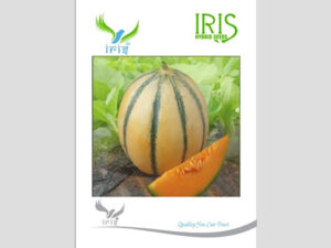 Iris F1 Hybrid Musk Melon Seeds