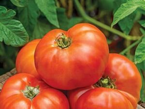 LPR TOMATOO,TAMATARR Seed