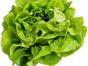 Butterhead Lettuce