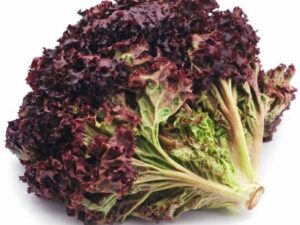 Lettuce Red Oak
