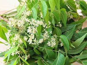 Neem with flower