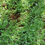 Microgreen - Peas