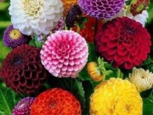 Crapulous Dahlia Flower seeds Seed