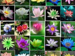Crapulous lotus plant Seed