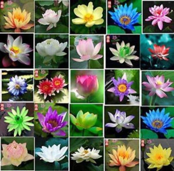 Crapulous lotus plant Seed