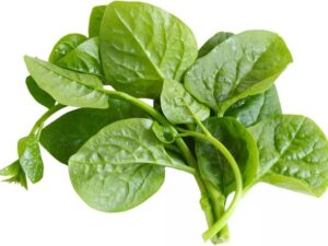 Pui saag Leafy