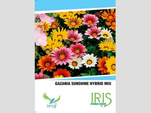 Iris Imported Gazania Sunshine Mix Seeds
